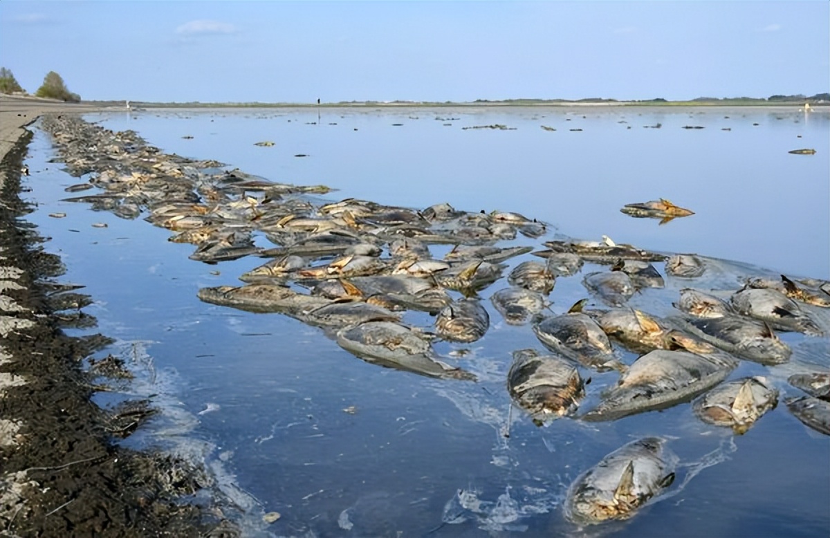 地震火山要爆发了吗?日本一湖泊惊现大量死鱼:离东京不到60千米休闲区蓝鸢梦想 - Www.slyday.coM 地震火山要爆发了吗?日本一湖泊惊现大量死鱼:离东京不到60千米休闲区蓝鸢梦想 - Www.slyday.coM