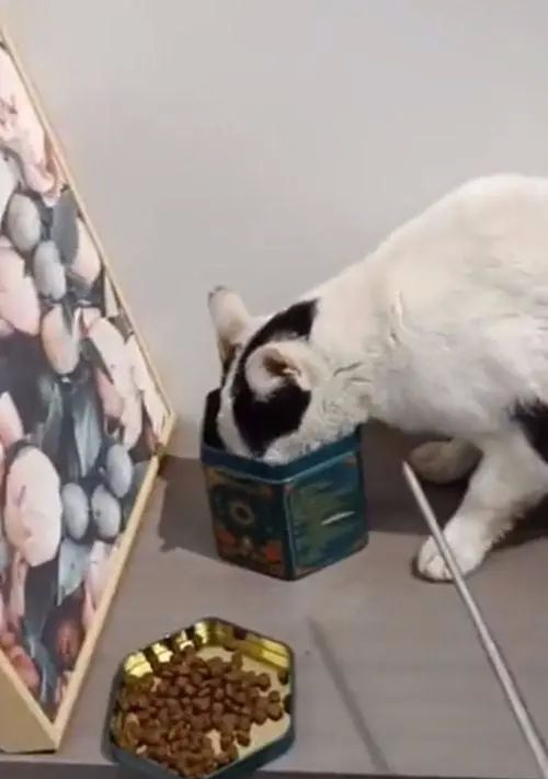 流浪猫上门求收养被拒绝，随后躺地上露出肚皮：肚子里有宝宝了休闲区蓝鸢梦想 - Www.slyday.coM