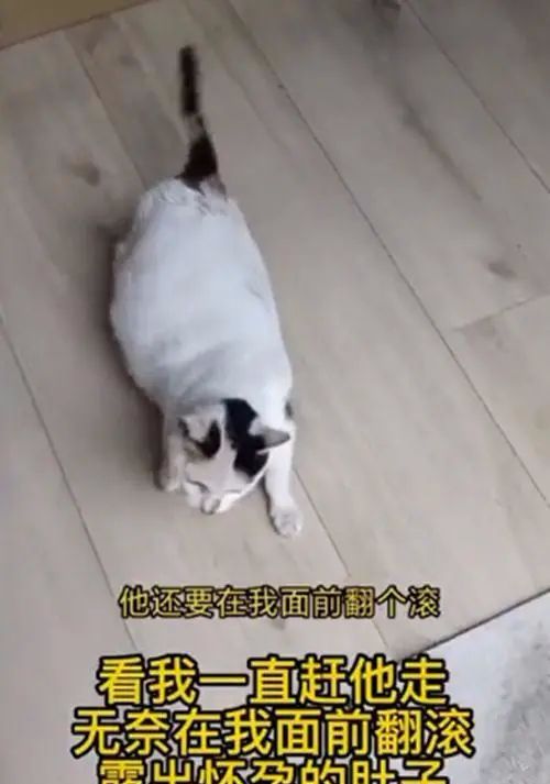 流浪猫上门求收养被拒绝，随后躺地上露出肚皮：肚子里有宝宝了休闲区蓝鸢梦想 - Www.slyday.coM