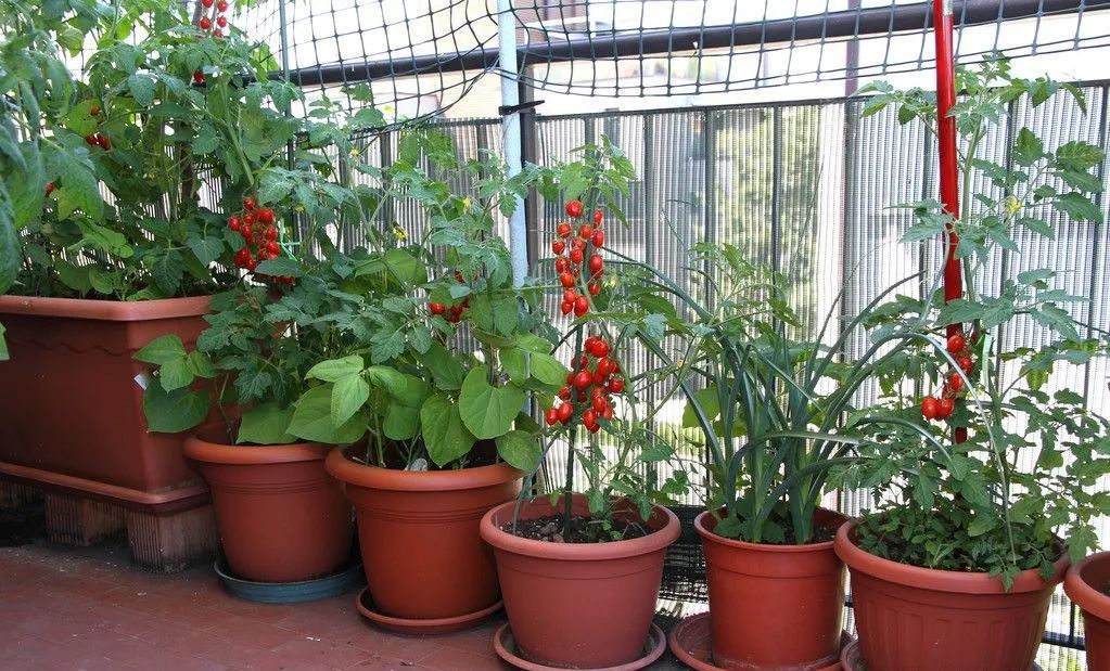 挂满红果的圣女果盆栽采用了不容失败的栽种方法