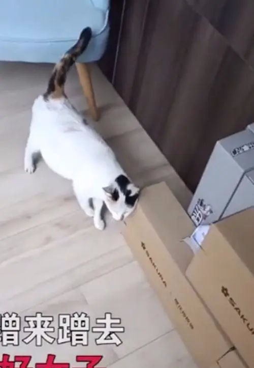 流浪猫上门求收养被拒绝，随后躺地上露出肚皮：肚子里有宝宝了休闲区蓝鸢梦想 - Www.slyday.coM