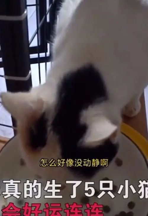 流浪猫上门求收养被拒绝，随后躺地上露出肚皮：肚子里有宝宝了休闲区蓝鸢梦想 - Www.slyday.coM