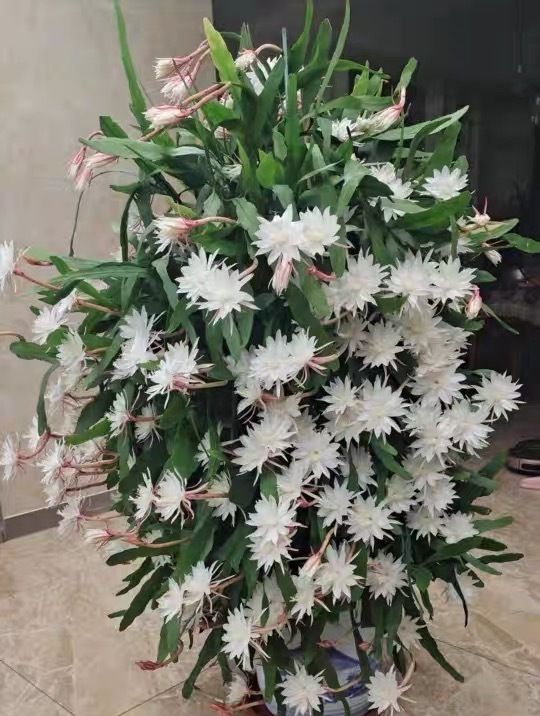 北阳台养花,就选"小叶昙花",耐阴好养,丰花勤花,一花香一室