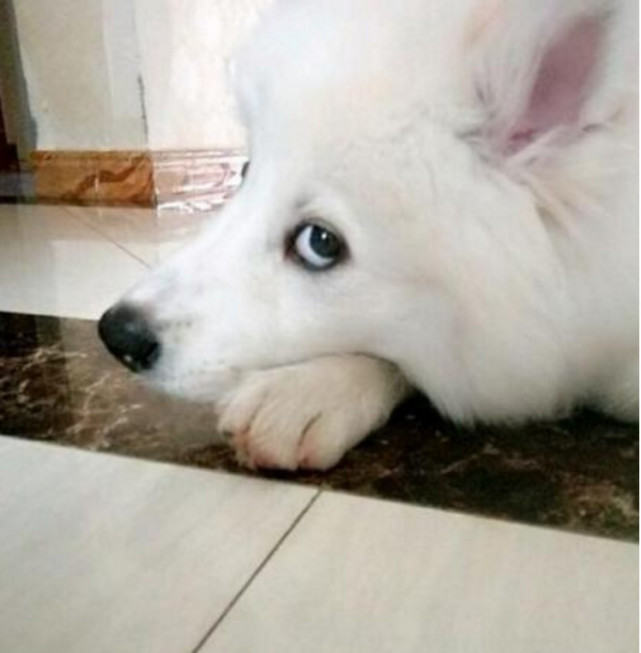 萨摩耶突然变得好乖巧了，网友去到阳台后，看到让人愤怒的一幕休闲区蓝鸢梦想 - Www.slyday.coM