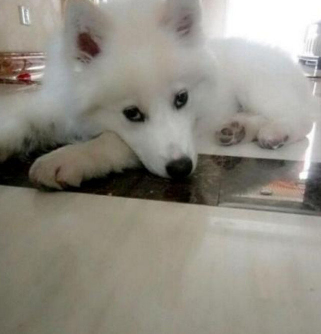 萨摩耶突然变得好乖巧了，网友去到阳台后，看到让人愤怒的一幕休闲区蓝鸢梦想 - Www.slyday.coM