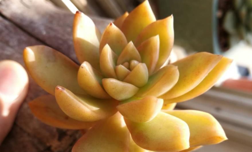 春天养棵黄色多肉温柔好养长势旺养成漂亮小老桩