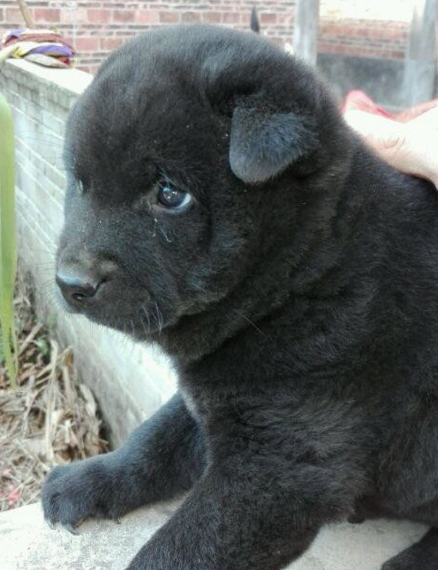 朋友领养我家小土狗,另外一只却不愿意,画面让人看了心碎__财经头条