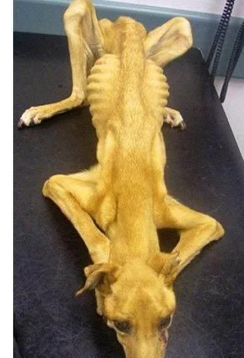 金毛丢失一个月,宠主在自己家找到只有9公斤重的金毛,痛哭自责休闲区蓝鸢梦想 - Www.slyday.coM 金毛丢失一个月,宠主在自己家找到只有9公斤重的金毛,痛哭自责休闲区蓝鸢梦想 - Www.slyday.coM