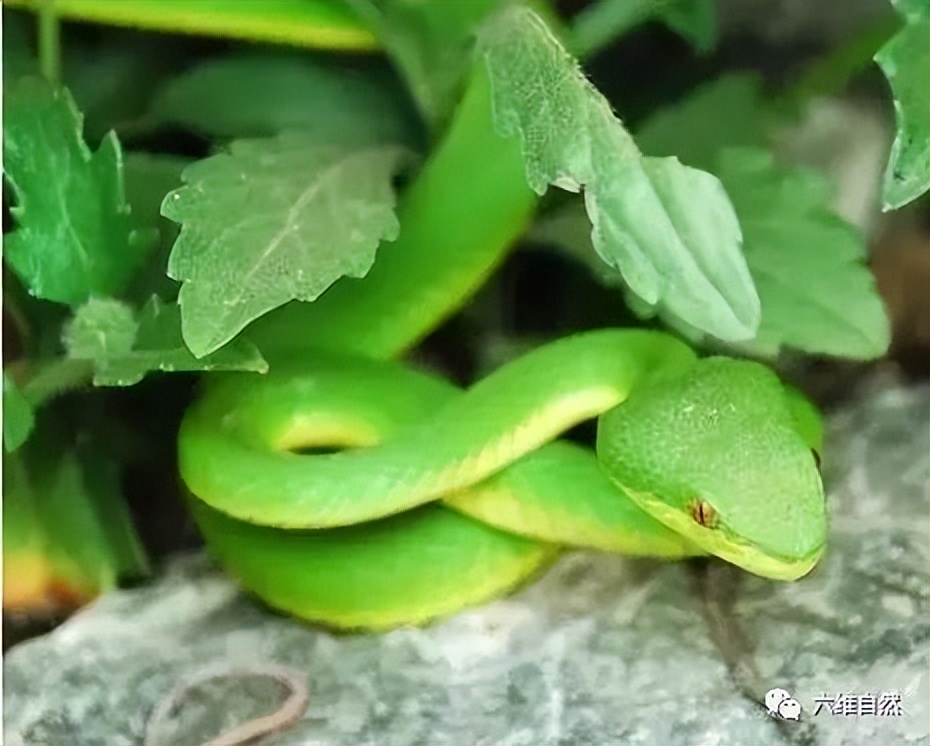 小竹叶青蛇毒性也大,福建一男子徒手捉青竹标幼蛇,很快中毒昏迷