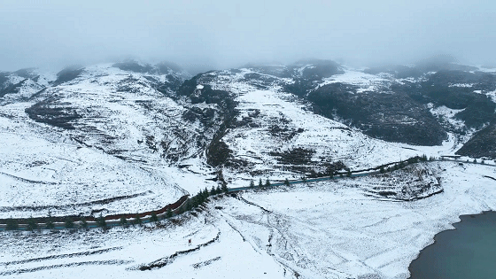 看贵州乌蒙大草原上的雪与花|贵州省|高原_新浪新闻