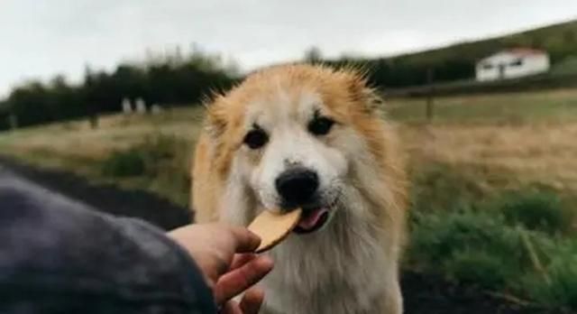 案例:宁夏连环杀人案,用女大学生尸体喂狗,凶手还曾拍过电影休闲区蓝鸢梦想 - Www.slyday.coM 案例:宁夏连环杀人案,用女大学生尸体喂狗,凶手还曾拍过电影休闲区蓝鸢梦想 - Www.slyday.coM