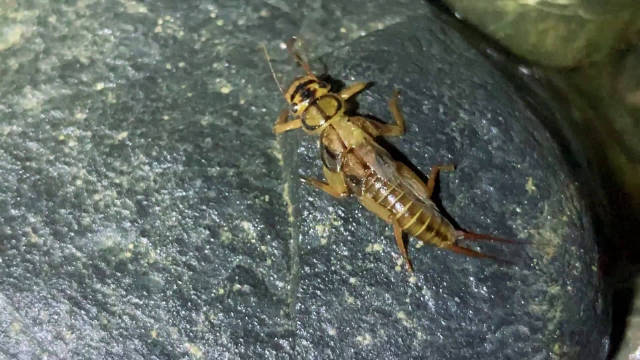 蜉蝣幼虫,长得像虎头娃娃,比较有特点的一种水栖小生物