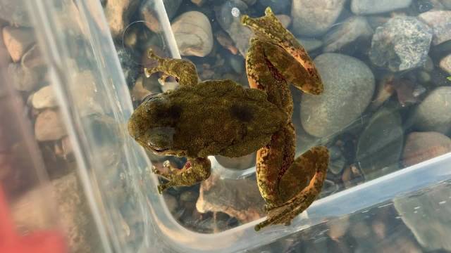 浙江的一种非常奇特的水蛙,湍蛙