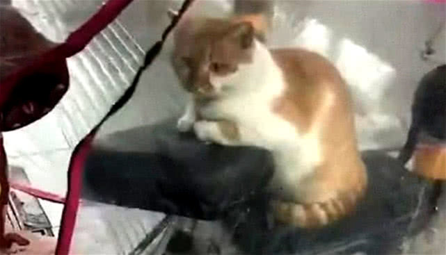 流浪猫在雨衣下避雨,车主出来看了一眼,之后决定让人超暖心休闲区蓝鸢梦想 - Www.slyday.coM 流浪猫在雨衣下避雨,车主出来看了一眼,之后决定让人超暖心休闲区蓝鸢梦想 - Www.slyday.coM