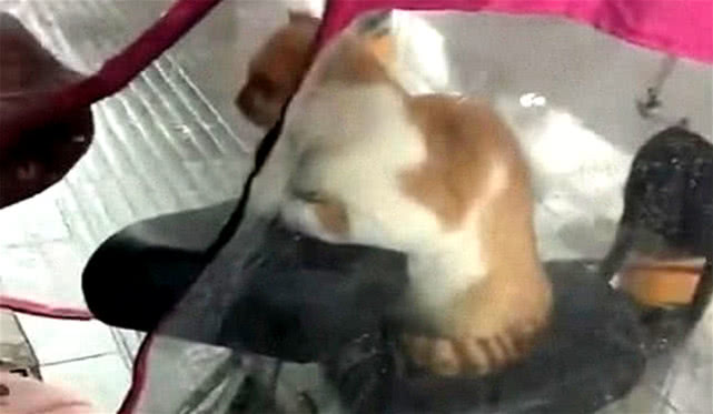 流浪猫在雨衣下避雨,车主出来看了一眼,之后决定让人超暖心休闲区蓝鸢梦想 - Www.slyday.coM 流浪猫在雨衣下避雨,车主出来看了一眼,之后决定让人超暖心休闲区蓝鸢梦想 - Www.slyday.coM