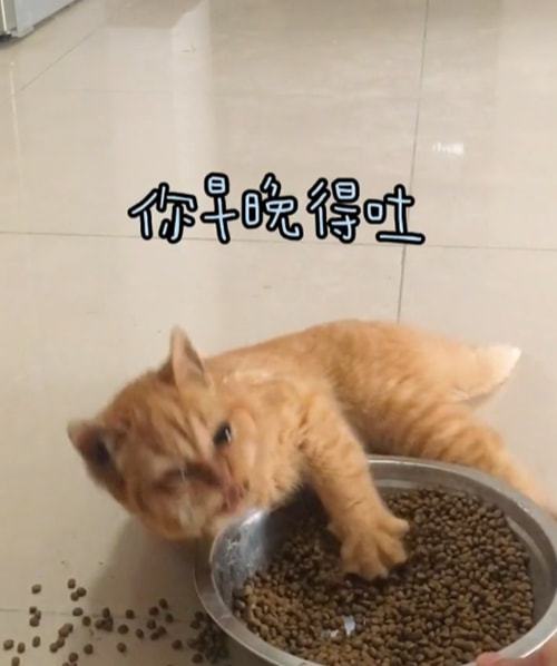 小伙捡回家1只流浪橘猫,连吃药都十分积极:很强的求生欲休闲区蓝鸢梦想 - Www.slyday.coM 小伙捡回家1只流浪橘猫,连吃药都十分积极:很强的求生欲休闲区蓝鸢梦想 - Www.slyday.coM