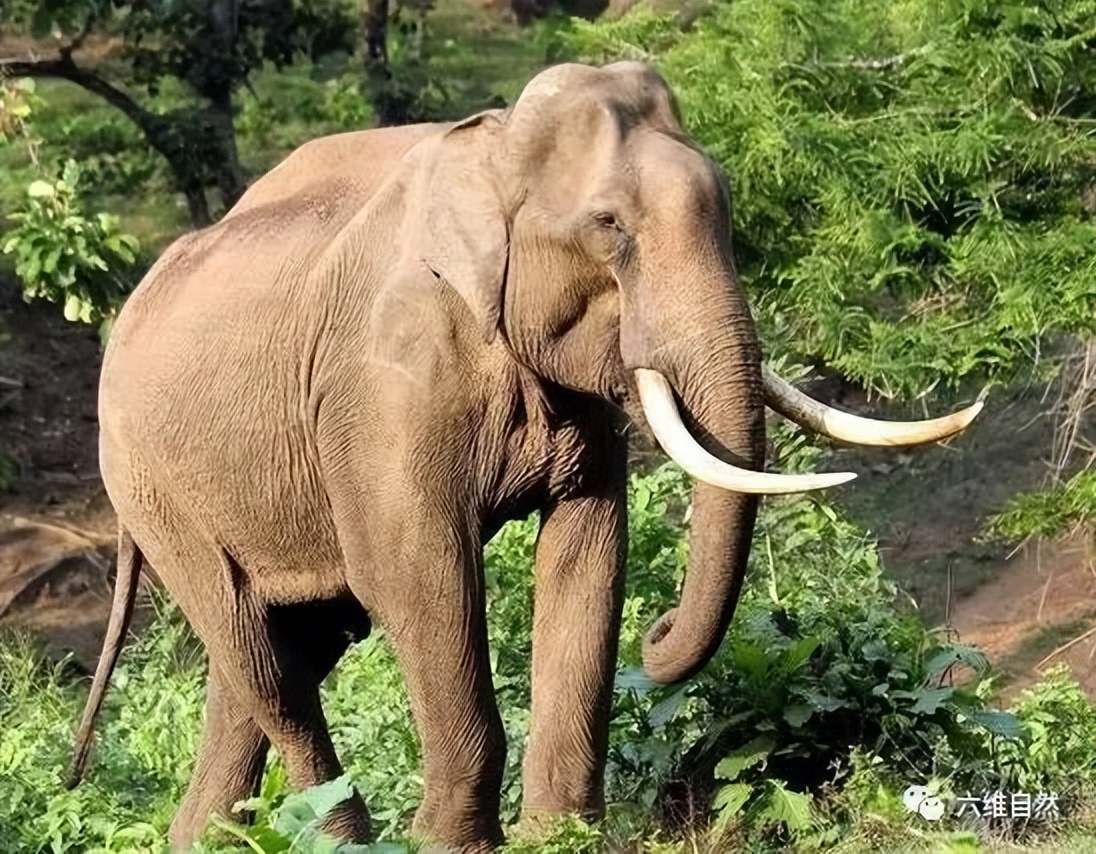 用象牙攻击对手屁股,原因未明|云南|大象|亚洲象_新浪新闻