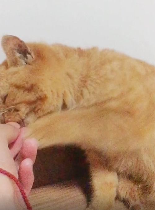 小伙捡回家1只流浪橘猫,连吃药都十分积极:很强的求生欲休闲区蓝鸢梦想 - Www.slyday.coM 小伙捡回家1只流浪橘猫,连吃药都十分积极:很强的求生欲休闲区蓝鸢梦想 - Www.slyday.coM