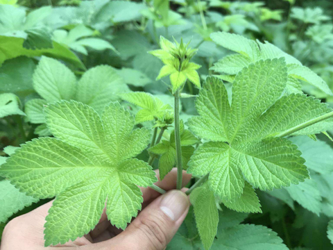 农村常见的拉拉秧煮水,作用厉害了,懂的人把它当宝一样割回家|植物|农村|用途_新浪新闻