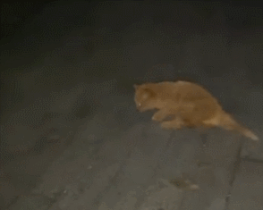 小伙捡回家1只流浪橘猫,连吃药都十分积极:很强的求生欲休闲区蓝鸢梦想 - Www.slyday.coM 小伙捡回家1只流浪橘猫,连吃药都十分积极:很强的求生欲休闲区蓝鸢梦想 - Www.slyday.coM