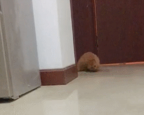 小伙捡回家1只流浪橘猫,连吃药都十分积极:很强的求生欲休闲区蓝鸢梦想 - Www.slyday.coM 小伙捡回家1只流浪橘猫,连吃药都十分积极:很强的求生欲休闲区蓝鸢梦想 - Www.slyday.coM