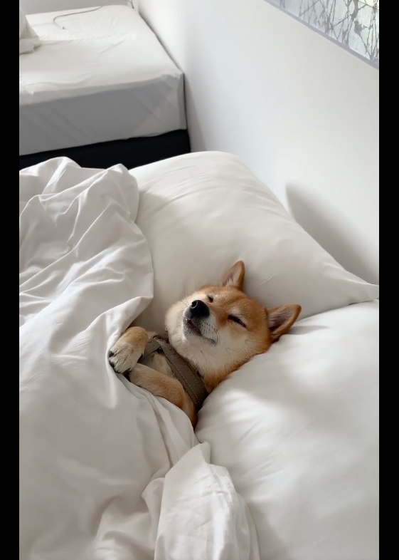 狗狗躺在主人床上睡觉闭着眼睛很安详的模样好想抱着它一起睡