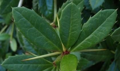 这种植物在笔者当地叫"鸡脚黄连",后来查阅资料后才得知它原来叫"豪猪