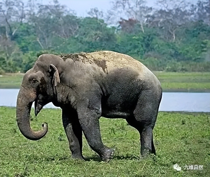 用象牙攻击对手屁股,原因未明|云南|大象|亚洲象_新浪新闻