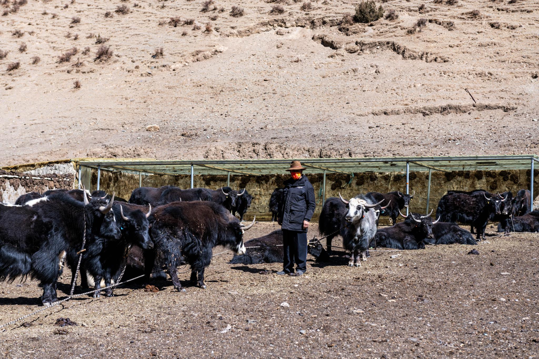 贡培在西藏娘亚牦牛养殖产业发展有限责任公司的养殖场工作(3月30日摄