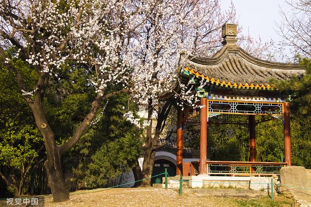 北京中山公園梅紅柳綠百花盛開引遊人