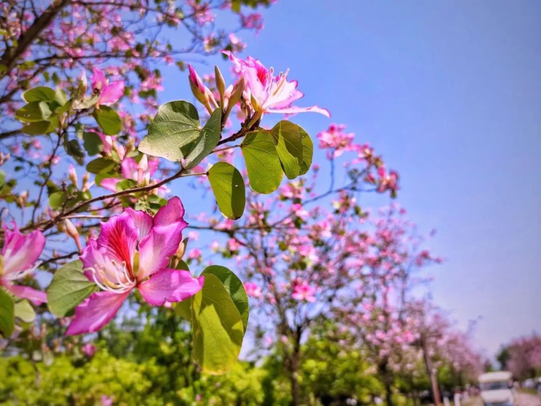 震惊清明扫墓竟发现柳州暗藏一片紫荆花海就在