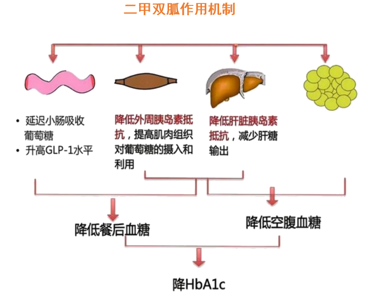 二甲双胍的作用机制:长期使用二甲双胍者可每年测定1次维生素b12水平