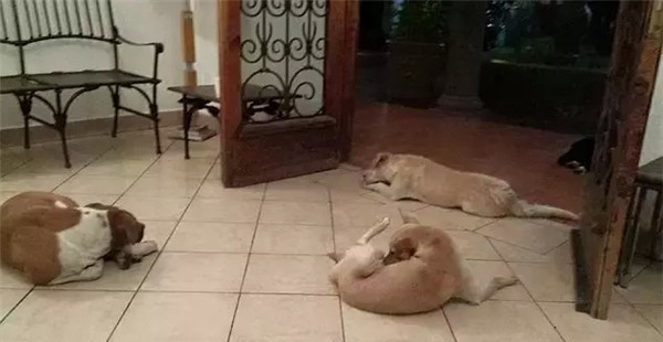 20多只流浪狗忽然闯入葬礼现场,得知原因后在场的人都哭了休闲区蓝鸢梦想 - Www.slyday.coM 20多只流浪狗忽然闯入葬礼现场,得知原因后在场的人都哭了休闲区蓝鸢梦想 - Www.slyday.coM