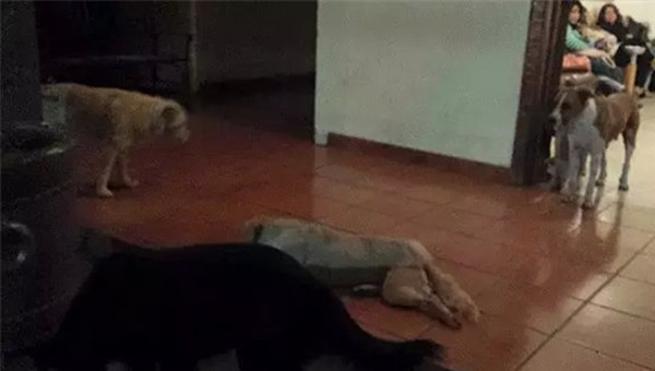 20多只流浪狗忽然闯入葬礼现场,得知原因后在场的人都哭了休闲区蓝鸢梦想 - Www.slyday.coM 20多只流浪狗忽然闯入葬礼现场,得知原因后在场的人都哭了休闲区蓝鸢梦想 - Www.slyday.coM