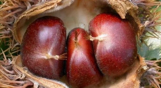 清明节全家团圆去春游家人多吃3种发财果寓意富贵吉祥