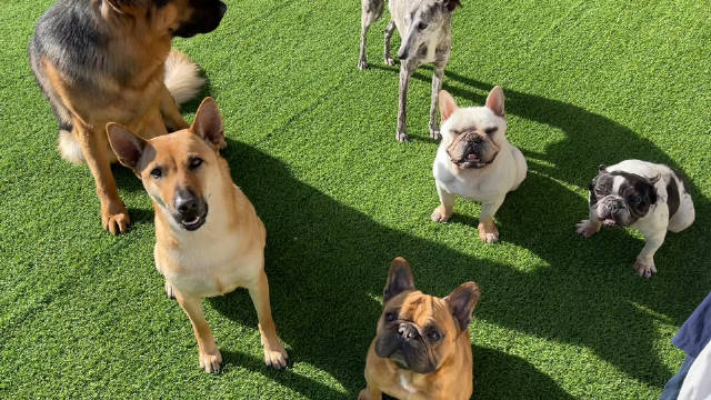 只有一个面包如何分给六只狗为了公平起见我只能做一个违背良心的决定