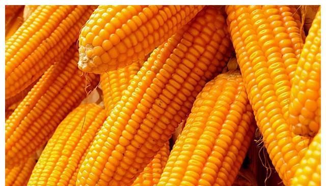 续涨！今天，每吨玉米价格上涨11元，且升破2900元吨，为何休闲区蓝鸢梦想 - Www.slyday.coM