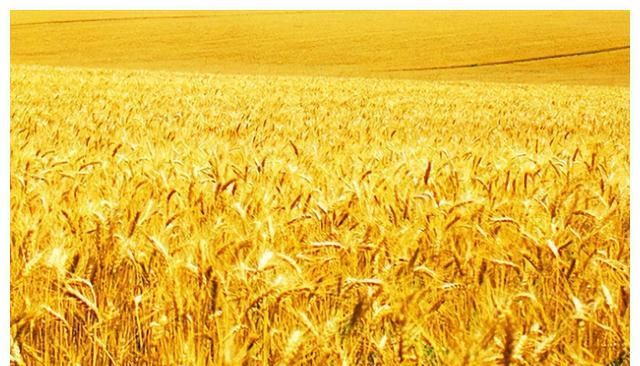 续涨！今天，每吨玉米价格上涨11元，且升破2900元吨，为何休闲区蓝鸢梦想 - Www.slyday.coM