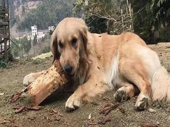 收养了1个月的狗狗,被送回村里奶奶家寄养,临别时紧抱主人不放休闲区蓝鸢梦想 - Www.slyday.coM 收养了1个月的狗狗,被送回村里奶奶家寄养,临别时紧抱主人不放休闲区蓝鸢梦想 - Www.slyday.coM