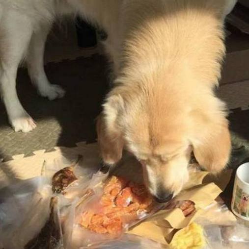 收养了1个月的狗狗,被送回村里奶奶家寄养,临别时紧抱主人不放休闲区蓝鸢梦想 - Www.slyday.coM 收养了1个月的狗狗,被送回村里奶奶家寄养,临别时紧抱主人不放休闲区蓝鸢梦想 - Www.slyday.coM