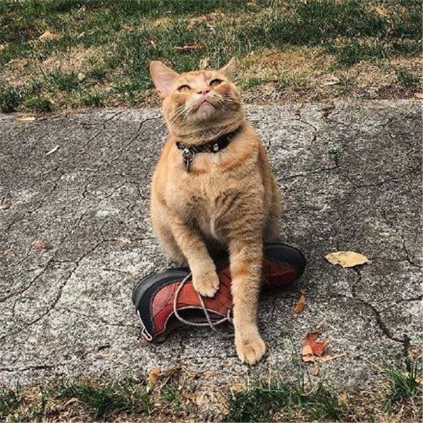 猫咪每天给主人送一份礼物，主人无奈的都快哭了休闲区蓝鸢梦想 - Www.slyday.coM