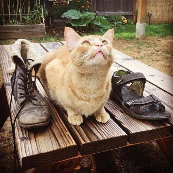 猫咪每天给主人送一份礼物，主人无奈的都快哭了休闲区蓝鸢梦想 - Www.slyday.coM