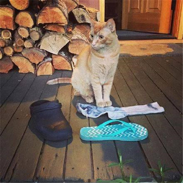 猫咪每天给主人送一份礼物，主人无奈的都快哭了休闲区蓝鸢梦想 - Www.slyday.coM