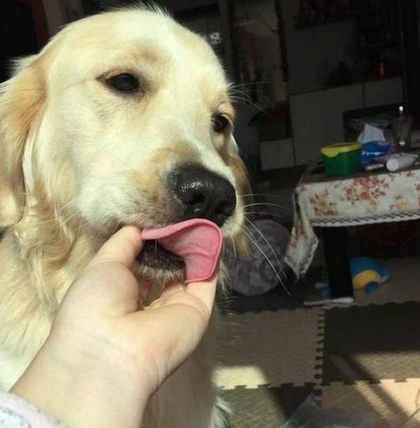 收养了1个月的狗狗,被送回村里奶奶家寄养,临别时紧抱主人不放休闲区蓝鸢梦想 - Www.slyday.coM 收养了1个月的狗狗,被送回村里奶奶家寄养,临别时紧抱主人不放休闲区蓝鸢梦想 - Www.slyday.coM