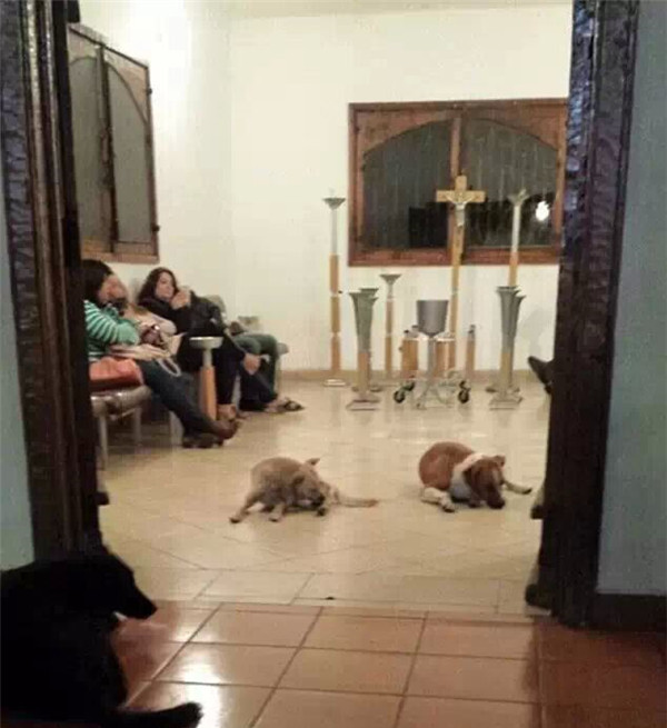 20多只流浪狗忽然闯入葬礼现场,得知原因后在场的人都哭了休闲区蓝鸢梦想 - Www.slyday.coM 20多只流浪狗忽然闯入葬礼现场,得知原因后在场的人都哭了休闲区蓝鸢梦想 - Www.slyday.coM