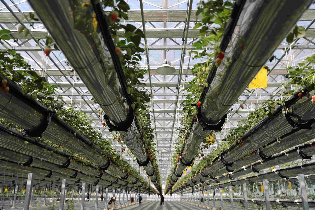 青岛智慧农业68富民增收