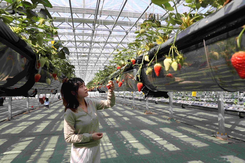 图为4月4日,游客在青岛市城阳区棘洪滩街道绿沃川农