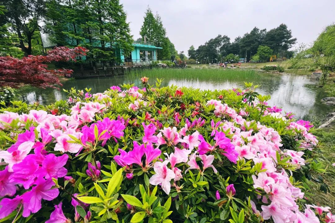 4月5日，重庆江北区，铁山坪森林公园花田觅香的杜鹃花争相绽放。邹乐 摄
