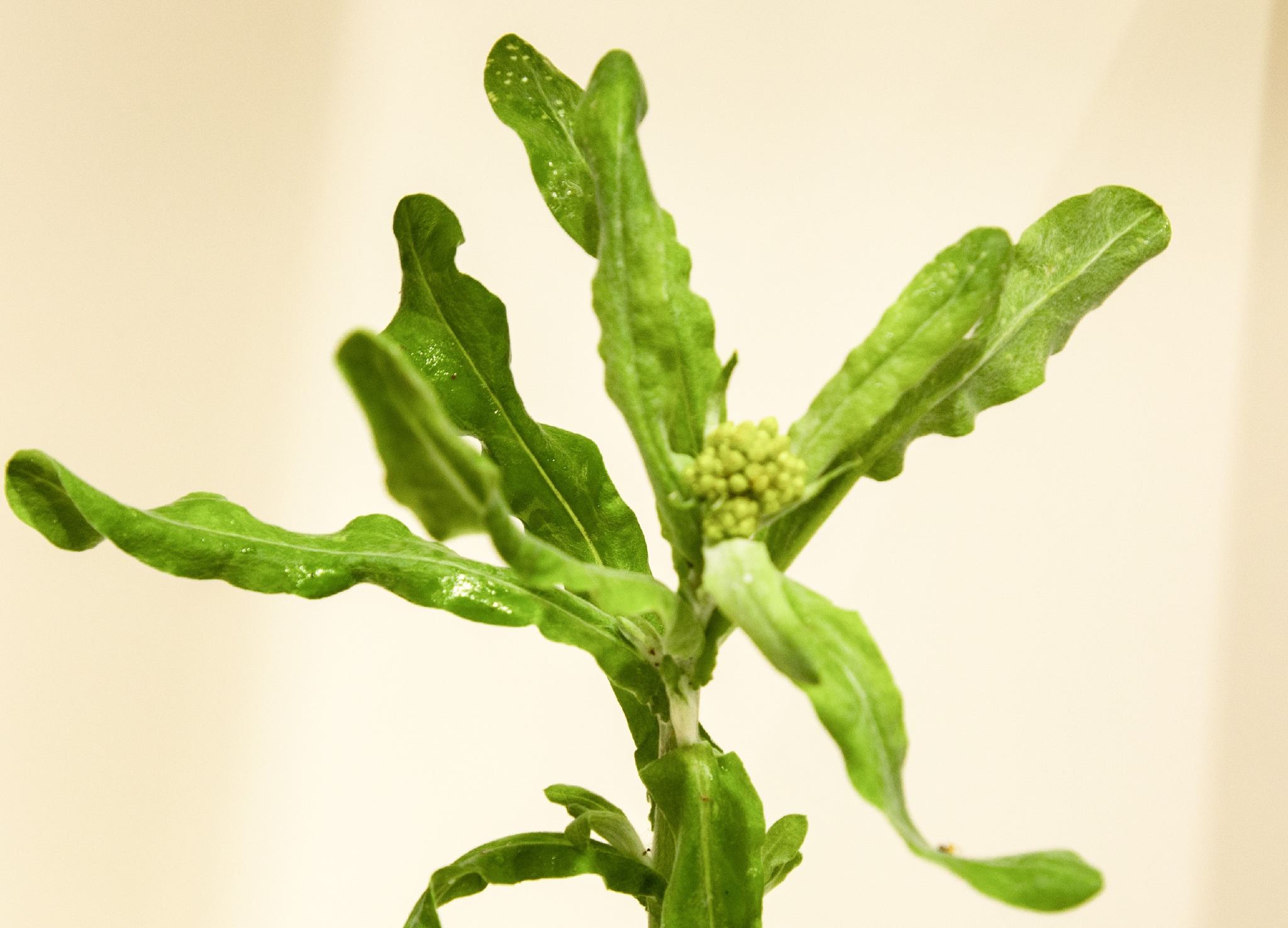 鼠麴草 图 东方ic