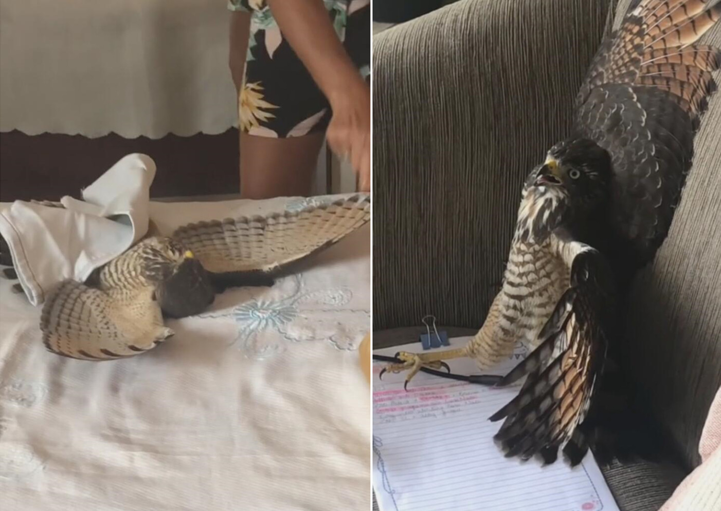 一只老鹰涉嫌传销和虚假宣传 化妆品可治疗眼睛